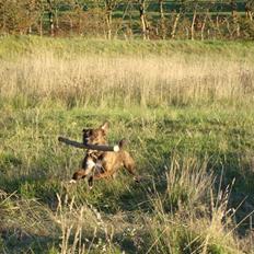 Amerikansk staffordshire terrier baily