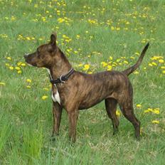Amerikansk staffordshire terrier baily