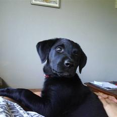 Blanding af racer Chili