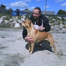 Amerikansk staffordshire terrier tyson