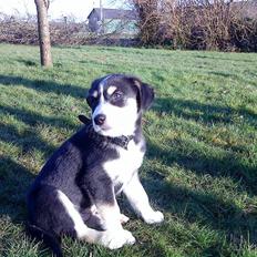 Blanding af racer Jack 