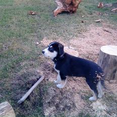 Blanding af racer Jack 