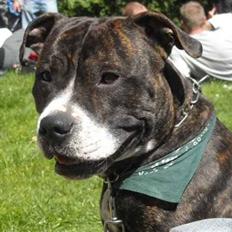 Blanding af racer Kane