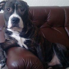 Blanding af racer Kane