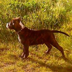 Blanding af racer Kane