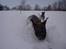 Boxer Bailey - weeee.... sne er sjovt