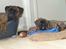 Boxer Bailey - Hygge... 