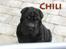 Shar pei Chili