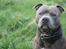 Staffordshire bull terrier Lucifer - 1 1/2 år gammel