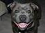 Staffordshire bull terrier Lucifer - Det dejligste staffy-smil :-) (1 1/2 pår gammel)