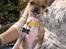 Chihuahua *~ Shika ~* R.I.P - Jeg sidder jo hér, og bliver helt solbrun.. :o)