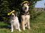 Blanding af racer Chewie  - *April 09* Hvad de stakkels hunde ikke bliver udsat for..