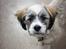 Lhasa apso Rubin
