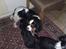 Cavalier king charles spaniel Gismo - Gismo´s mor Niemi´s Soffi. En meget smuk dame :o)