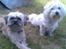 Blanding af racer Hollie - Denne hund er Hollie parret med:-) Noah : Coton de Tulaere