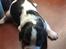 Cavalier king charles spaniel Gismo - 13 dage gammel. En lille vaps :).