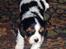 Cavalier king charles spaniel Gismo - 7 uger gammel og allerede super frisk!