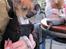 Chihuahua *~ Shika ~* R.I.P - Hundens dag i Tivoli - På Mamma Mokka, hvor der var en stor god varmelampe :´)