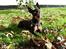 Dvaergpinscher King (2003 - 2016)