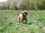 Cocker spaniel gizmo<3 - gizmo