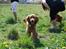 Cocker spaniel gizmo<3 - gizmo