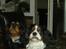 Cavalier king charles spaniel AAdalen´s Hugo - God vi ikke er større når vi skal dele stol.