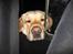 Labrador retriever Max