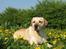 Labrador retriever Max