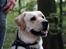 Labrador retriever Max