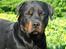 Rottweiler Spike
