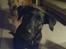 Blanding af racer Dixie RIP - hej hej