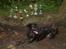 Blanding af racer Dixie RIP - sammen med hendes pokaler