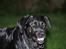 Blanding af racer Dixie RIP