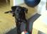 Blanding af racer Dixie RIP - Mig og min bold