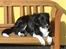 Blanding af racer Nuga - Moar´s smukke smukke hund :)
