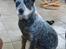 Australsk cattledog Max - FLOT fyr!