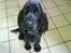 Cocker spaniel Nova - Nova har en mani med at Stirre på folk dette billede kan give en fornemmelse af hvilket udtryk hun har men´s . hæhæ 