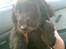 Cocker spaniel Nova - Uhh Hvor hvalpenuttet har man lov a være (Første køretur på vej hjem for første gang)
