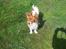 Papillon Lunden´s Cirkeline - Cirkeline i haven ,solskin er det bedste hun ved