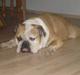Engelsk bulldog Ælga