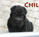 Shar pei Chili