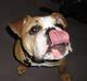 Engelsk bulldog Bella * bor her ikke mere :-(