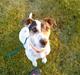 Jack russell terrier Fie    *SOLT*