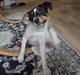 Dansk svensk gaardhund Stella