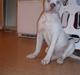 Amerikansk bulldog Abo`s Jens Banke