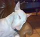 Bullterrier Øivind