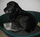 Labrador retriever Plet
