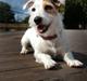 Jack russell terrier Ace (Himmelhund)