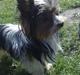 Biewer yorkshire terrier Larry