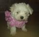 Malteser Daisy